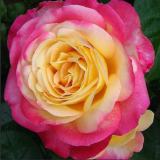 Восточный экспресс_0x160 Любимый сад